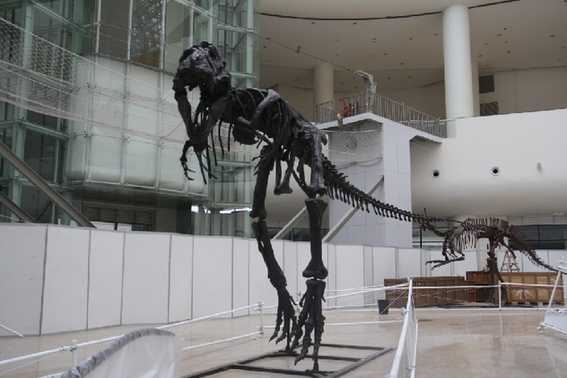 “穿越侏罗纪”亚洲大恐龙化石
