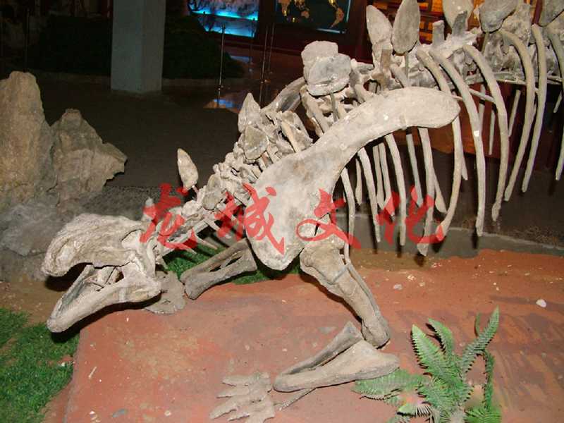 仿真恐龙化石——钉背龙