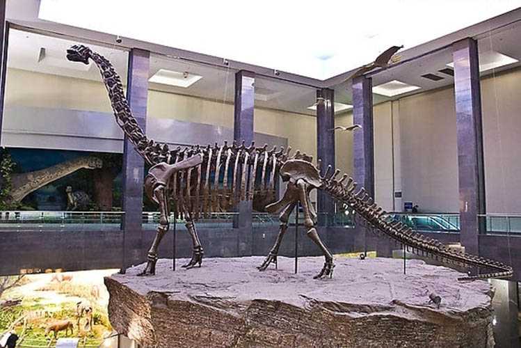 仿真恐龙化石——蜀龙化石