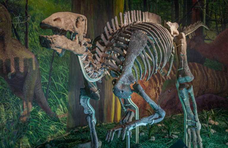 仿真恐龙化石——重爪龙化石