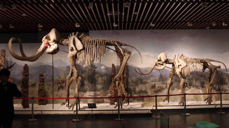 仿真恐龙化石——猛犸象化石