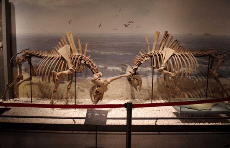 仿真恐龙化石——澳洲野牛化石
