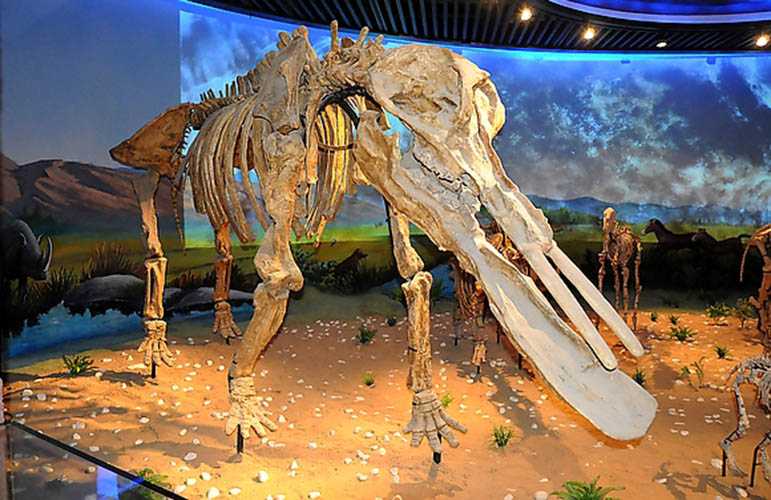 仿真恐龙化石——铲齿象化石