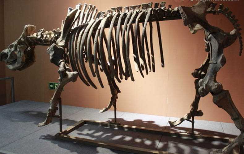 仿真恐龙化石——鬣狗化石
