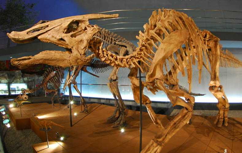 仿真恐龙化石——副栉龙化石