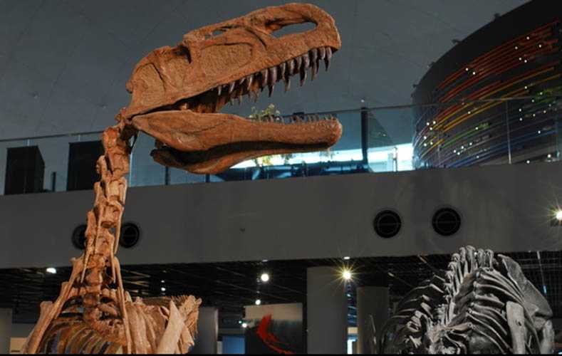 仿真恐龙化石——异特龙头部化石