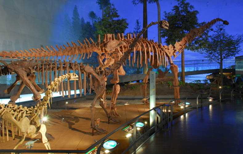 仿真恐龙化石——异特龙化石