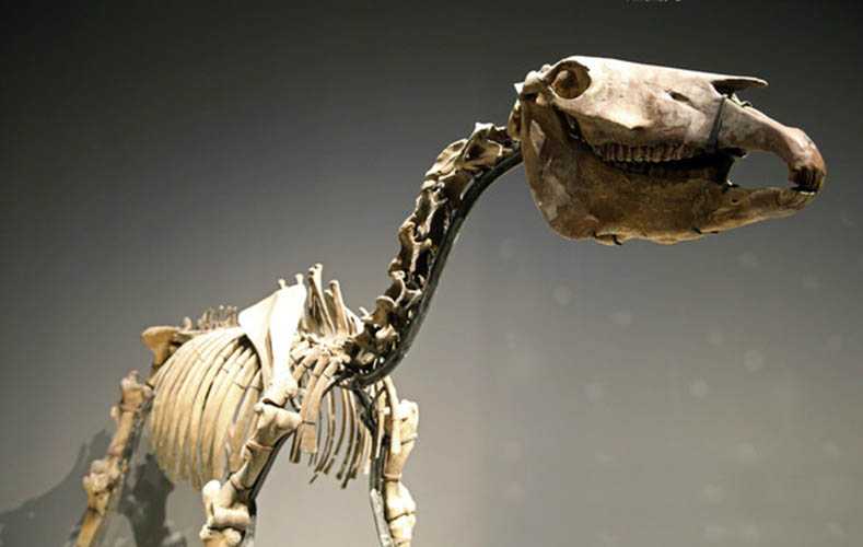 仿真恐龙化石——叉龙化石