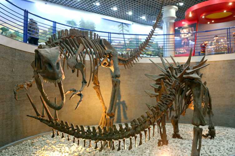 仿真恐龙化石——钉状龙化石和异特龙化石