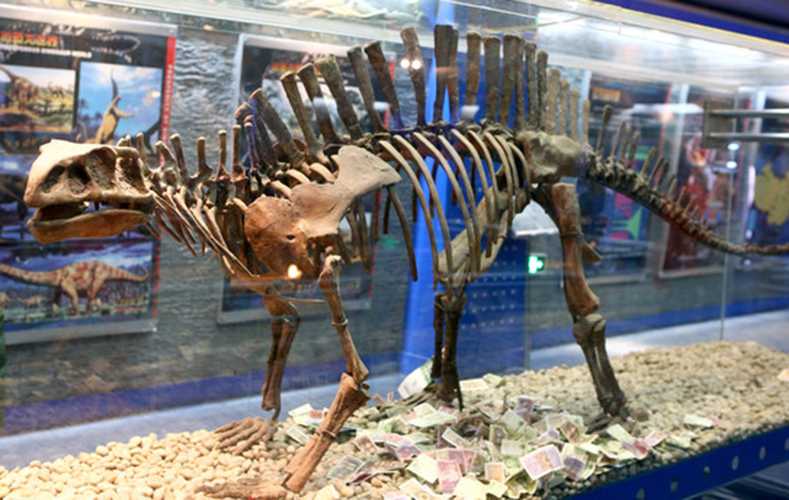 仿真恐龙化石——青岛龙化石