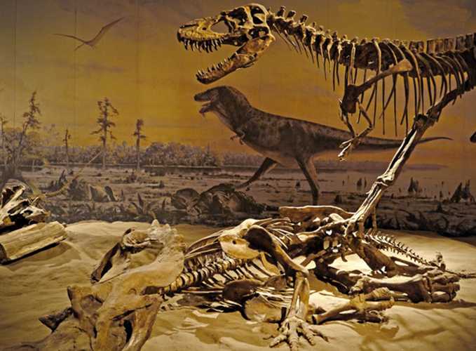 仿真恐龙化石——原角龙于迅猛龙搏斗化石
