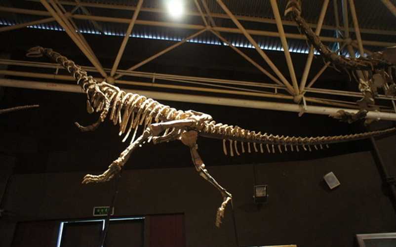 仿真恐龙化石——禄丰龙化石