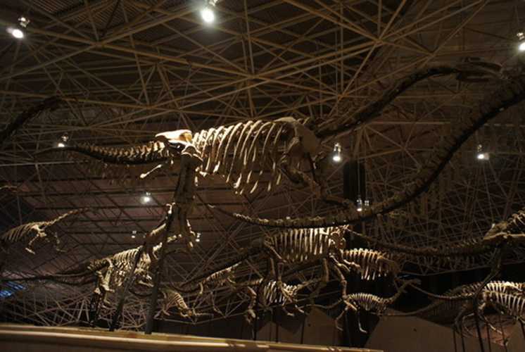 仿真恐龙化石——鲨齿龙化石