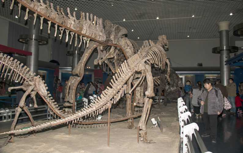 仿真恐龙化石——南方巨兽龙化石