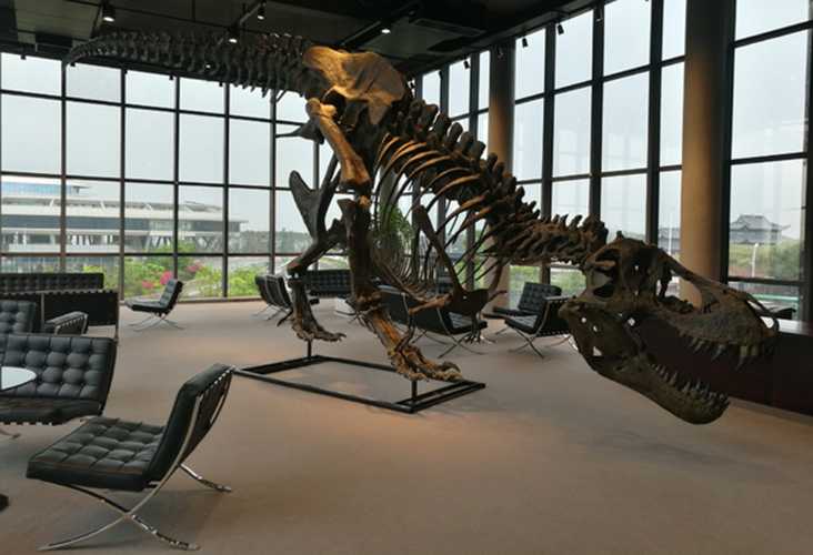 仿真恐龙化石——霸王龙化石
