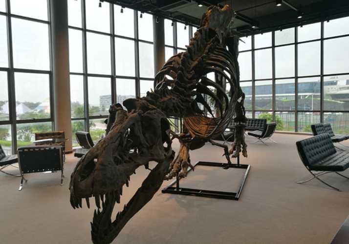 仿真恐龙化石——霸王龙化石1