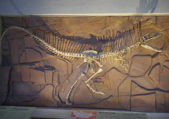 仿真恐龙化石——美颌龙化石