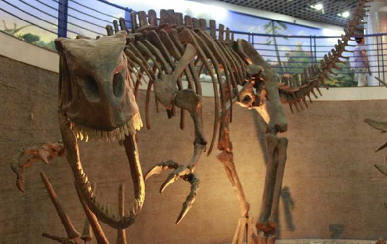 仿真恐龙化石——重爪龙化石1