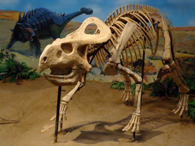 仿真恐龙化石——原角龙